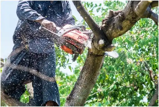 tree services Lynnwood